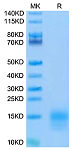 Biotinylated Recombinant  Mouse BCMA/TNFRSF17 Protein (RP02761)