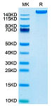 Recombinant Mouse DEC-205/CD205 Protein (RP02778)