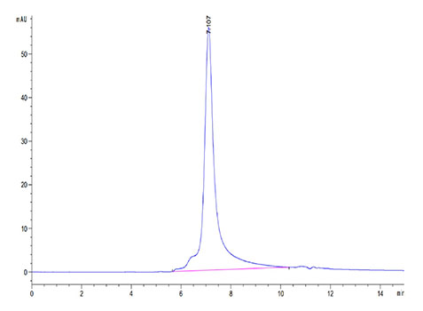 Recombinant Mouse Ly-75/DEC-205/CD205 Protein