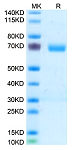 Recombinant Human Thrombopoietin R/MPL Protein (RP02785)