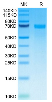 Recombinant Human Tenascin C/TNC Protein