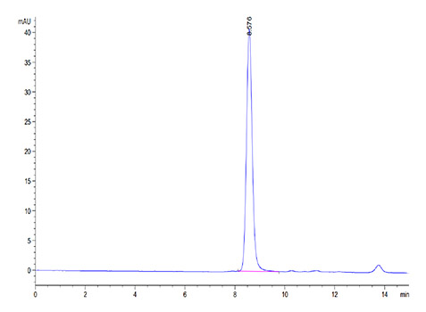 Recombinant Mouse Serum albumin/ALB Protein