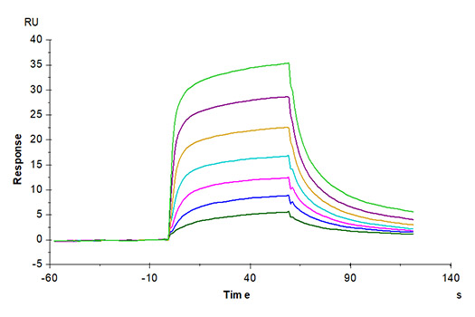 Recombinant Mouse Serum albumin/ALB Protein