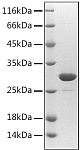 Recombinant Mouse Asprosin/Fibrillin-1/FBN1 Protein (RP02819)