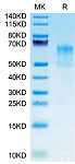 Recombinant Human Glycophorin-A/GYPA/CD235a protein (RP02835)