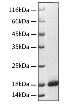 Recombinant Human REG3A Protein