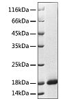 Recombinant Human REG3A Protein (RP02843)