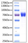 Recombinant Human KEAP1 Protein (RP02850)
