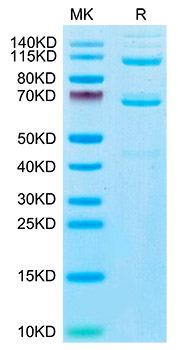 Recombinant Human Complement C3 Protein