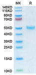 Recombinant Mouse LRG1 Protein (RP02863)