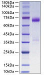 Recombinant Human Angiopoietin-like 3/ANGPTL3 Protein (RP02866)