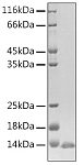 Recombinant Human beta Defensin 3/DEFB103A Protein (RP02867)