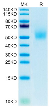 Recombinant Mouse DLK-1 Protein