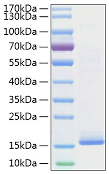 Recombinant Mouse IL-22 Protein