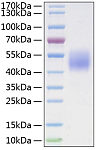 Recombinant Mouse Follistatin-like protein 1/FSTL1 Protein (RP02948)