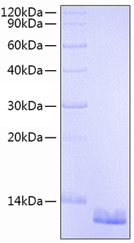 Recombinant Human CCL18/PARC Protein