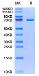 Recombinant Human GAS-6 Protein (RP02964)