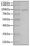 Recombinant Human Argonaute-3/AGO3 Protein (RP02965)