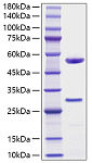 Recombinant Human Microfibrillar-associated protein 5 Protein (RP02966)