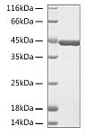 Recombinant Human Beta-actin Protein (RP02968LQ)