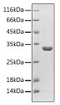 Recombinant Human PPAR-alpha Protein (RP02969LQ)