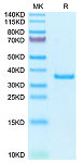 Recombinant Human SFRP2 Protein (RP02970LQ)