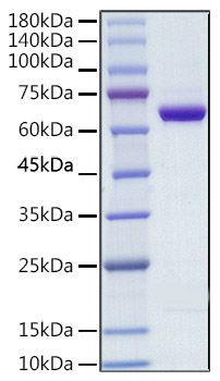 Recombinant Human COX-2 Protein