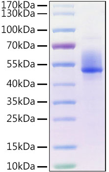 Recombinant Human HSP60 Protein