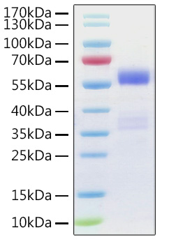 Recombinant Human NF-kB p65 Protein