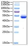 Recombinant Mouse Ephrin-A4/EFNA4 Protein (RP03100)