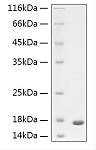 Recombinant Human GFAP protein (RP03141)