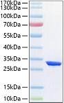 Recombinant Human HIF-1 alpha Protein (RP03151)