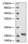 Recombinant Human PCLAF Protein (RP03162)