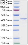 Recombinant Human PCBP1 Protein (RP03165LQ)