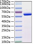 Recombinant Human CTSA Protein (RP03198LQ)