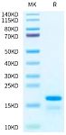 Recombinant Human Histone H2A Protein (RP03260)