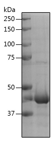Recombinant Human STAM-binding protein/AMSH protein
