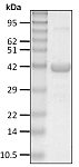 Recombinant Human linear Ub4 protein (RP10007LQ)