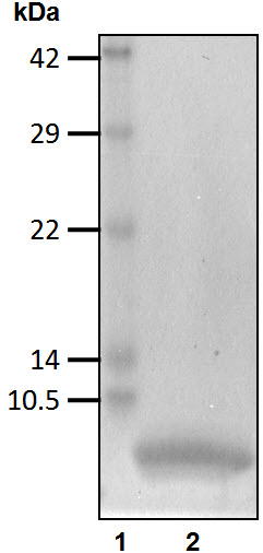 Recombinant Human Neddylin/NEDD-8/NEDD8 protein