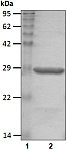 Recombinant Human PA28beta/PSME2 protein (RP10019LQ)