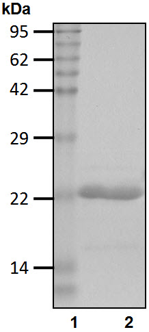 Recombinant Human Ubiquitin-conjugating enzyme E2 G1/UBE2G1 protein
