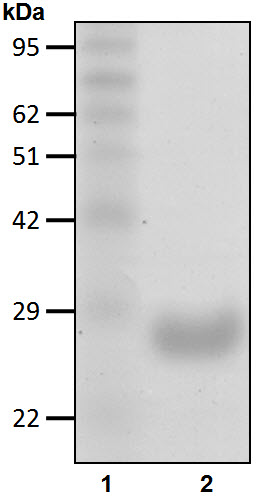 Recombinant Human NEDD8-conjugating enzyme Ubc12/UBE2M protein
