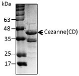 Recombinant Human OTU domain-containing protein 7B/Cezanne protein (RP10090LQ)