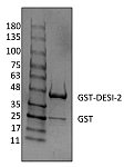 Recombinant Human Deubiquitinase DESI2 protein (RP10100LQ)