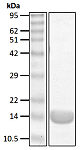 Recombinant Human linear Ub2 protein (RP10103LQ)