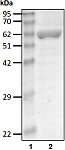 Recombinant Human linear Ub4 protein (RP10104LQ)