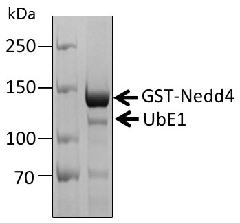 Recombinant Human E3 ubiquitin-protein ligase NEDD4 protein