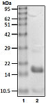 Recombinant Human K11-Ub2 protein (RP10139LQ)
