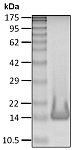 Recombinant Human K63-Ub2 protein (RP10147LQ)