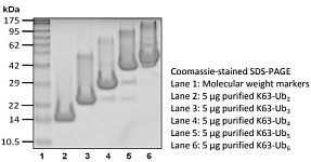 Recombinant Human K63-Ub3 protein (RP10148LQ)